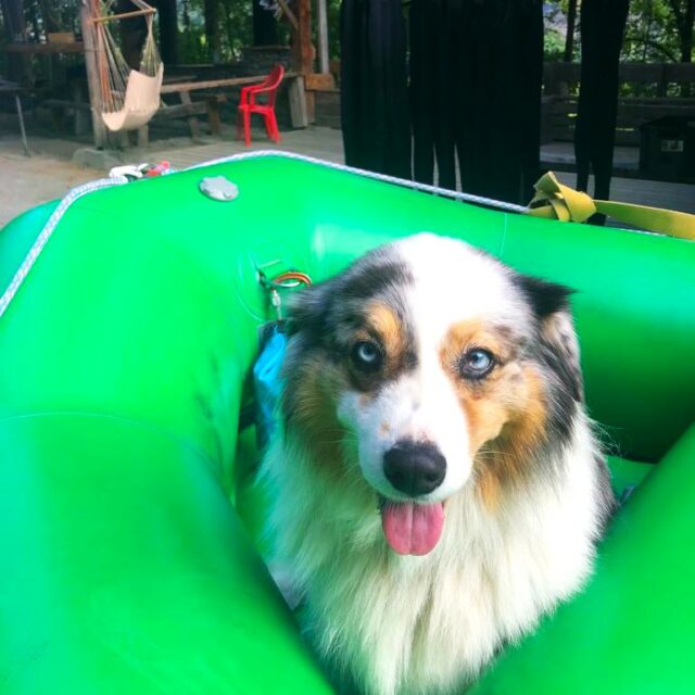 Chien dans un rafting