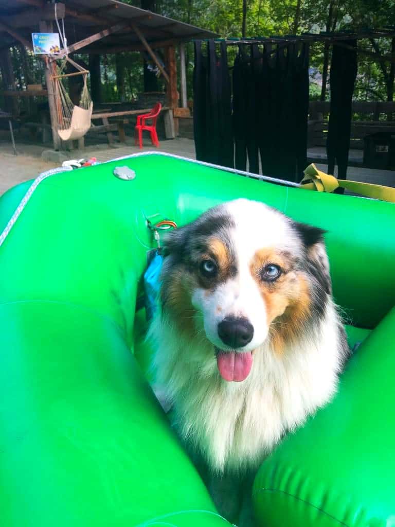 Chien dans un rafting